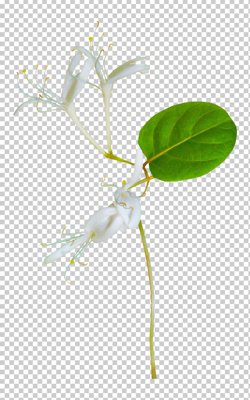 Flower Plant Pedicel Honeysuckle Plant Stem PNG, Clipart, Caper Family, Flower, Honeysuckle, Honeysuckle Family, Japanese Honeysuckle Free PNG Download