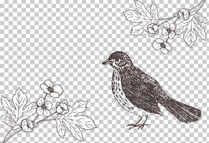 Bird Euclidean Flower Eurasian Magpie PNG, Clipart, Abstract Lines, Adobe Illustrator, Angle, Animals, Art Free PNG Download