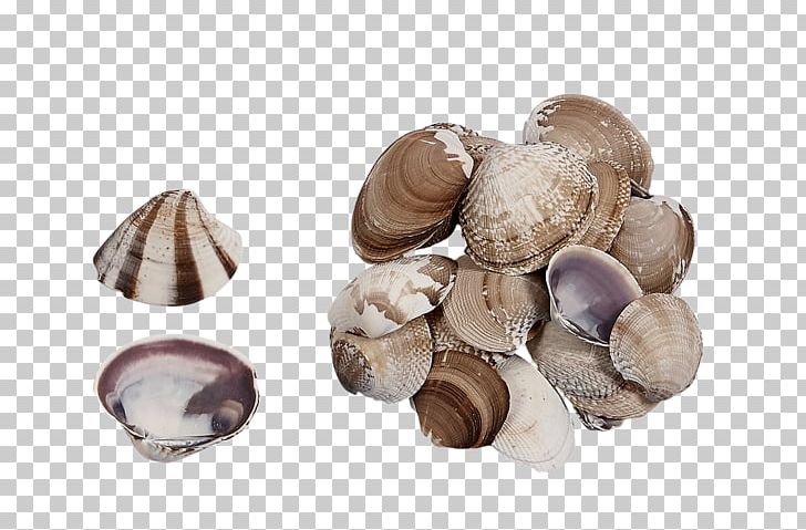 Clam Cockle Seashell Pleurotus Eryngii Edible Mushroom PNG, Clipart, Animals, Clam, Clams Oysters Mussels And Scallops, Cockle, Edible Mushroom Free PNG Download