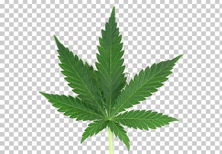 Medical Cannabis Joint Leaf PNG, Clipart, Blunt, Cannabis, Cannabis Joint, Cannabis Shop, Cannabis Smoking Free PNG Download