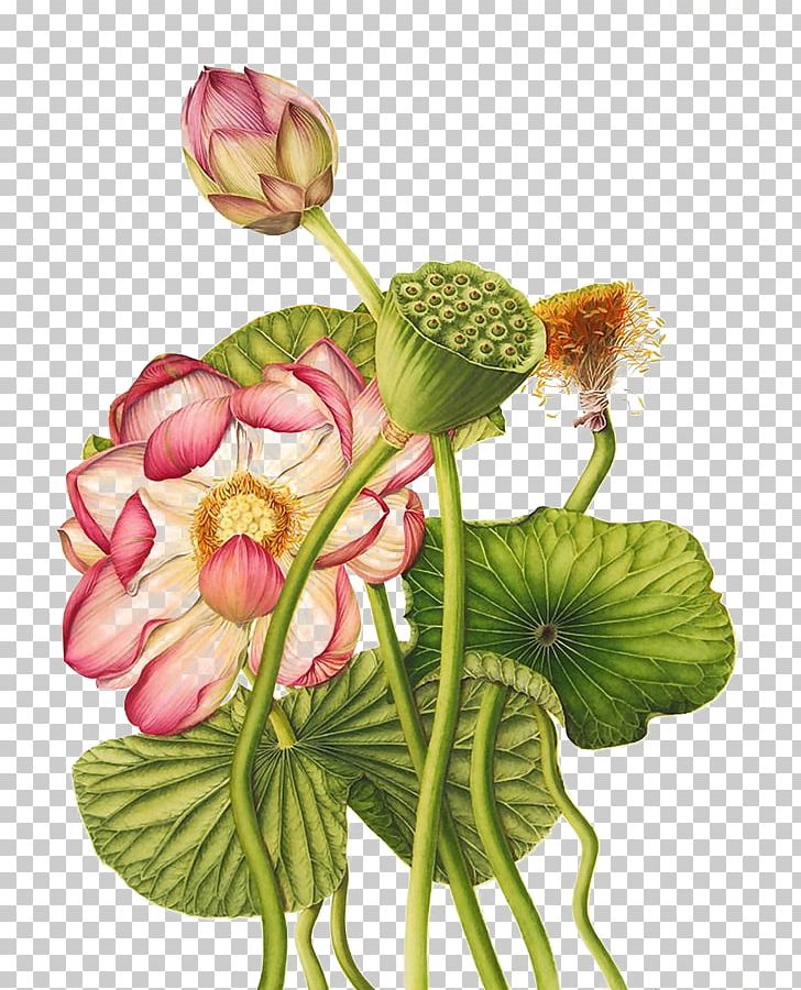 Nelumbo Nucifera Egyptian Lotus Exotic Botany Botanical Illustration PNG, Clipart, Annual Plant, Aquatic Plant, Flo, Flora, Floral Design Free PNG Download
