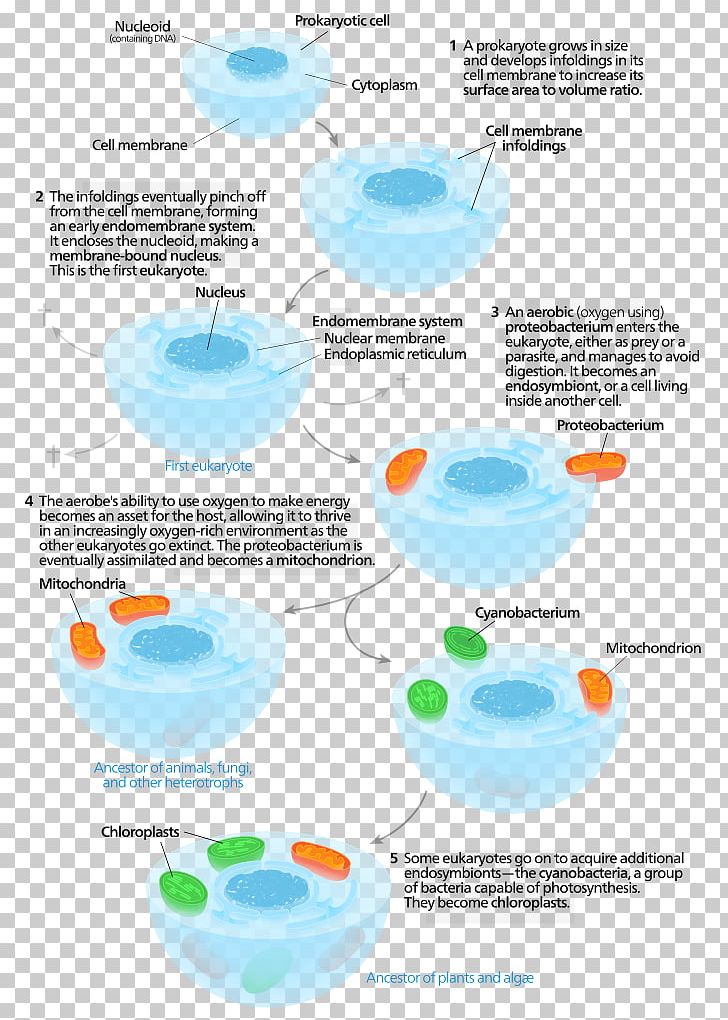 Symbiogenesis Endosymbiont Chloroplast Eukaryote Cell PNG, Clipart, Bluegreen Bacteria, Cell, Chloroplast, Diagram, Endosymbiont Free PNG Download