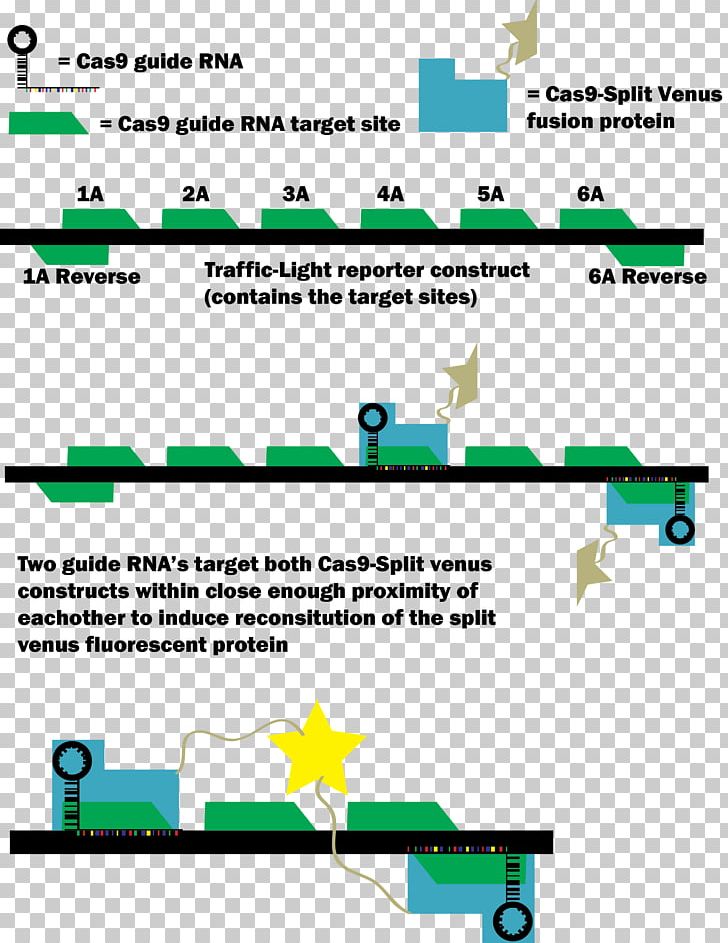 Cas9 Green Fluorescent Protein CRISPR Transfection Fusion Protein PNG, Clipart, Angle, Area, Cas9, Crispr, Cterminus Free PNG Download