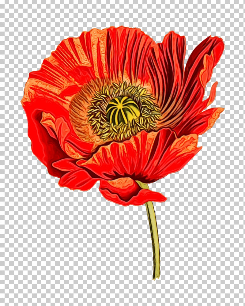 Flower Barberton Daisy Red Plant Petal PNG, Clipart, Barberton Daisy, Coquelicot, Cut Flowers, Flower, Oriental Poppy Free PNG Download