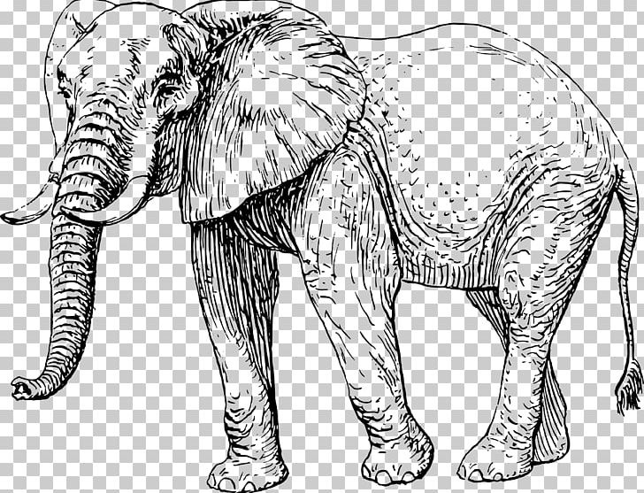 African Elephant Asian Elephant Drawing PNG, Clipart, African Elephant, Animal Figure, Animals, Asian Elephant, Big Cats Free PNG Download