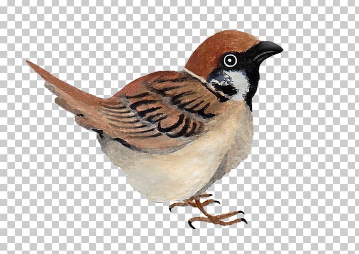 House Sparrow Finches Wren Galliformes PNG, Clipart, Animals, Beak, Bird, Fauna, Feather Free PNG Download