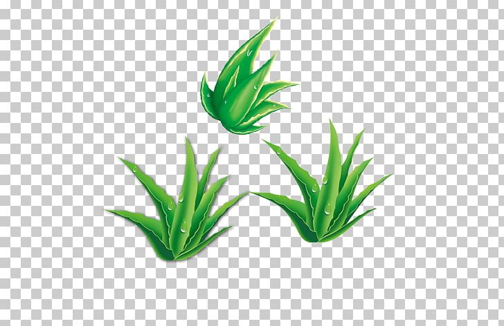 Aloe Vera Green Bamboo Gratis PNG, Clipart, Aloe, Aloe Vera, Background Green, Bamboo, Euclidean Vector Free PNG Download
