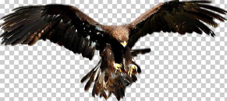Bald Eagle Golden Eagle Vulture PNG, Clipart, Accipitriformes, Aguila, Animal, Animals, Bald Eagle Free PNG Download