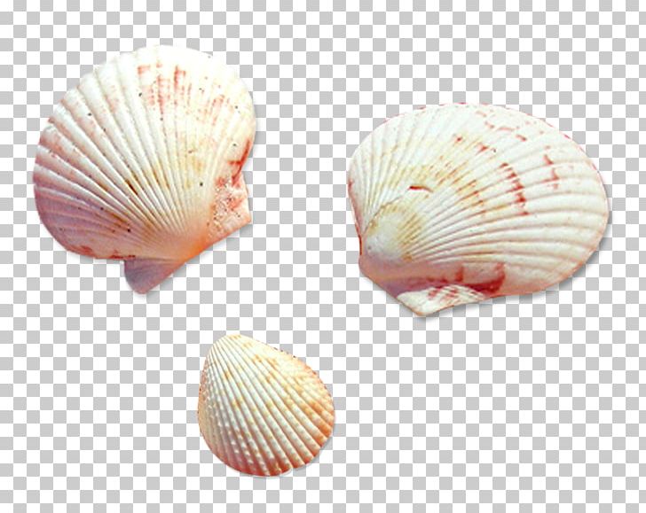 Cockle Seashell Conchology Photography Veneroida PNG, Clipart, Animals, Clam, Clams Oysters Mussels And Scallops, Cockle, Creativity Free PNG Download