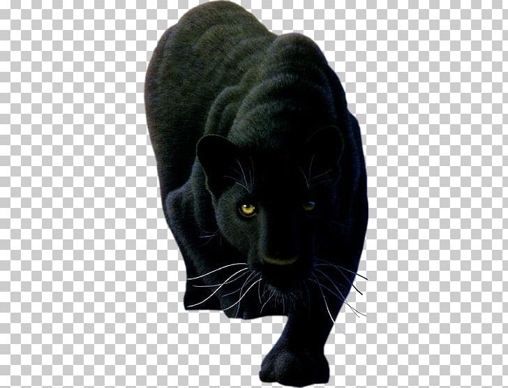 Cougar Leopard Lion Tiger Panther PNG, Clipart, Animals, Big Cats, Black, Black Cat, Black Panther Free PNG Download