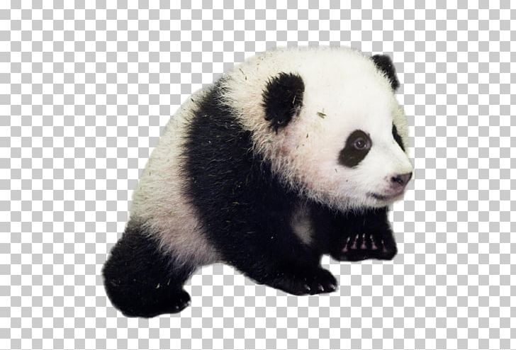 Giant Panda National Zoological Park Red Panda Bear Panda Diplomacy PNG, Clipart, Animals, Baby Black And White, Bai Yun, Bear, Bei Bei Free PNG Download