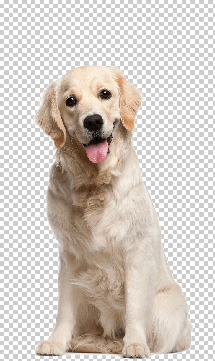 Golden Retriever Puppy Cat Dog Breed PNG, Clipart, Animal, Animals, Carnivoran, Cat, Companion Dog Free PNG Download