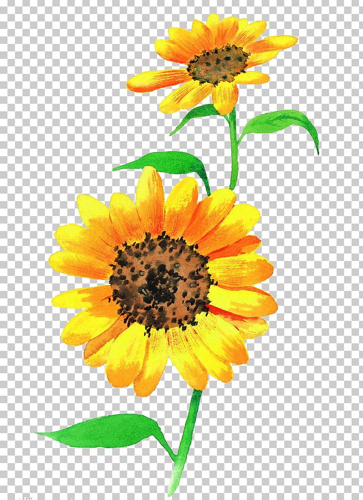 Gongbi Watercolor Painting Common Sunflower PNG, Clipart, Annual Plant, Art, Birdandflower Painting, Chinese Painting, Common Sunflower Free PNG Download