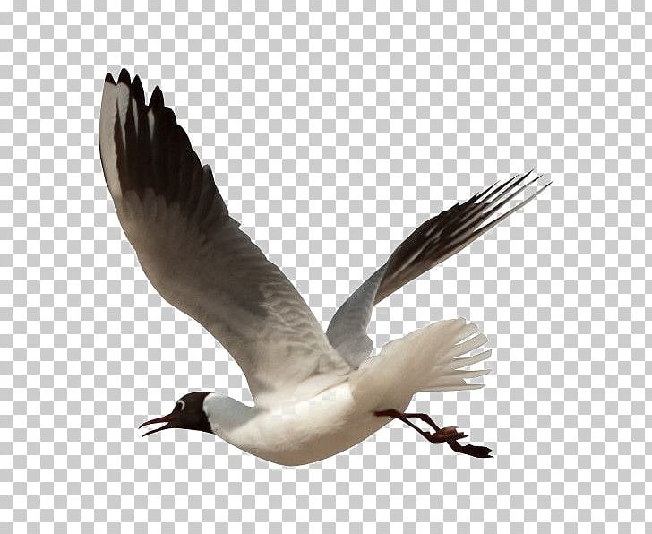 Gulls Bird PNG, Clipart, Animals, Beak, Bird, Bird Bird, Charadriiformes Free PNG Download