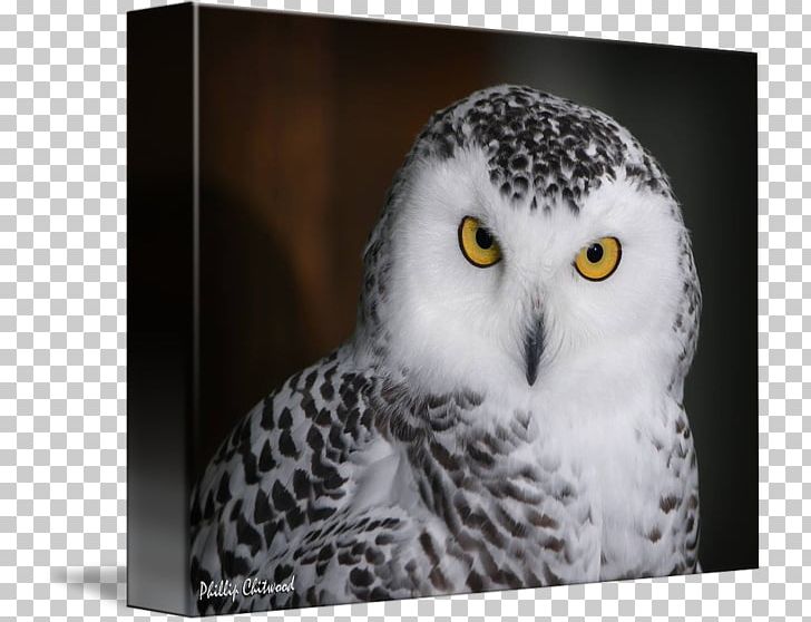 Owl Beak Close-up PNG, Clipart, Beak, Bird, Bird Of Prey, Closeup, Fauna Free PNG Download