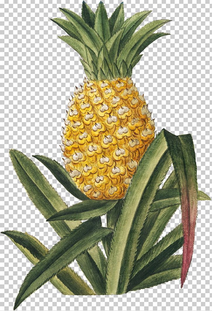 Pineapple Tropical Fruit Hortus Romanus PNG, Clipart, Ananas, Art, Bromeliaceae, Commodity, Flowerpot Free PNG Download