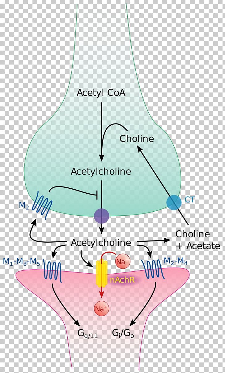 The Cholinergic Synapse Acetylcholine Neurotransmitter PNG, Clipart, Acetylcholine, Acetylcholine Receptor, Acetylcholinesterase, Angle, Anticholinergic Free PNG Download