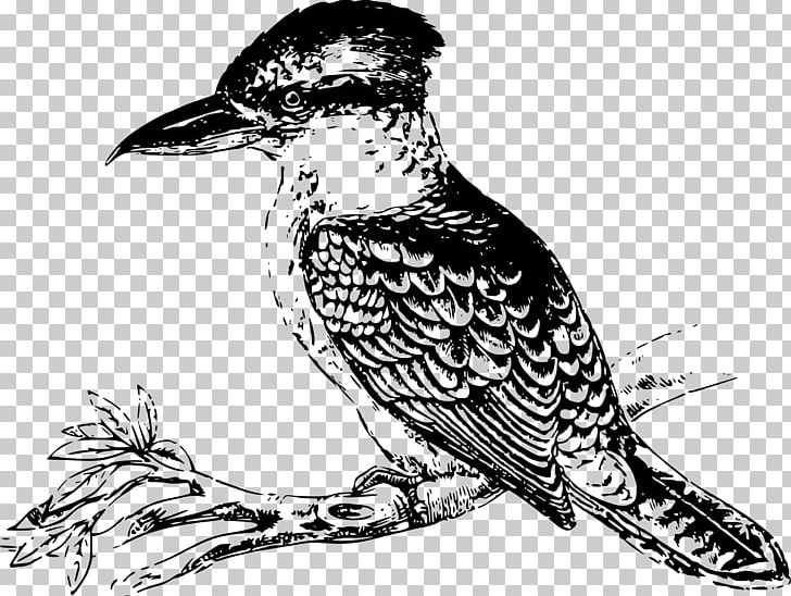 Bird Australia Laughing Kookaburra Beak PNG, Clipart, Animals, Art, Australia, Beak, Bird Free PNG Download