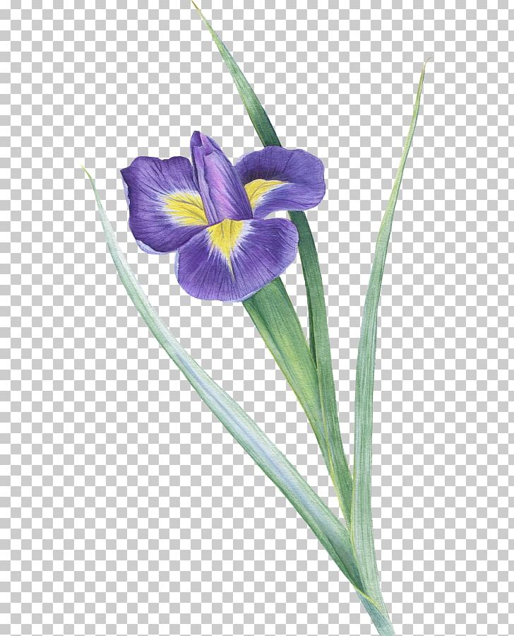 Northern Blue Flag Crocus Plant Stem Irises PNG, Clipart, Crocus, Flower, Flowering Plant, Iris, Irises Free PNG Download