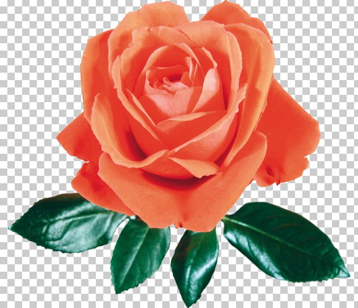 Beach Rose Flower Garden Roses Paper PNG, Clipart, Beach Rose, China Rose, Cut Flowers, Floribunda, Flower Free PNG Download