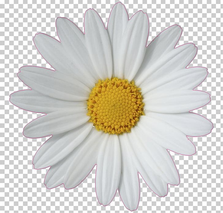 Common Daisy Flower PNG, Clipart, Aster, Bmp File Format, Chamomile, Chrysanths, Common Daisy Free PNG Download