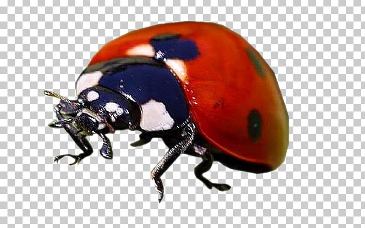 Dung Beetle Weevil Scarab Helmet PNG, Clipart, Animals, Arthropod, Beetle, Dung Beetle, Helmet Free PNG Download
