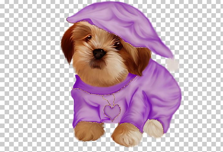 Schnoodle Shih Tzu Morkie Havanese Dog Lhasa Apso PNG, Clipart, Animals, Breed, Carnivoran, Chien, Companion Dog Free PNG Download