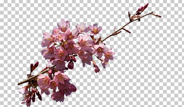 Flower Garden Roses Tree Desktop Petal PNG, Clipart, Blog, Blossom, Branch, Cerasus, Cherry Blossom Free PNG Download