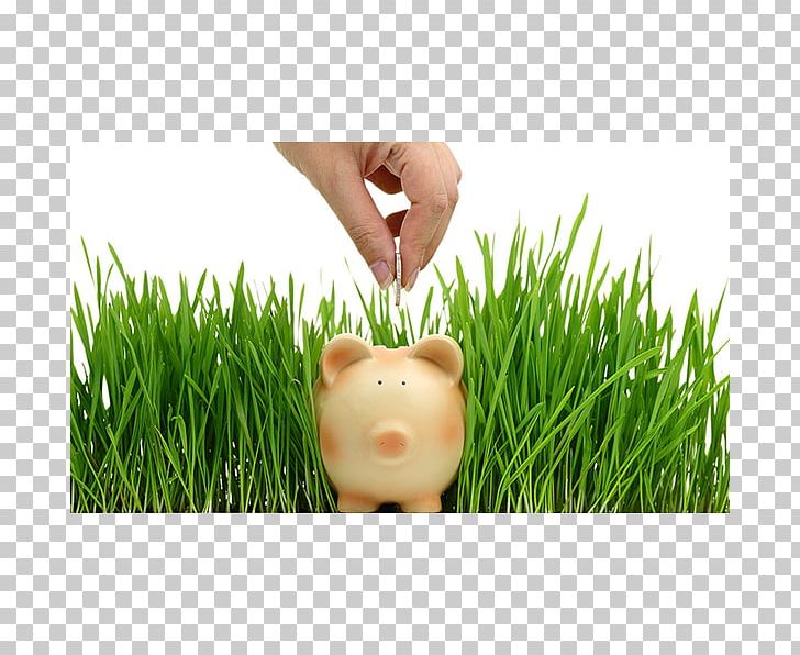Lawn Grasses Plant Saving Animal PNG, Clipart, Animal, Family, Food Drinks, Grass, Grasses Free PNG Download