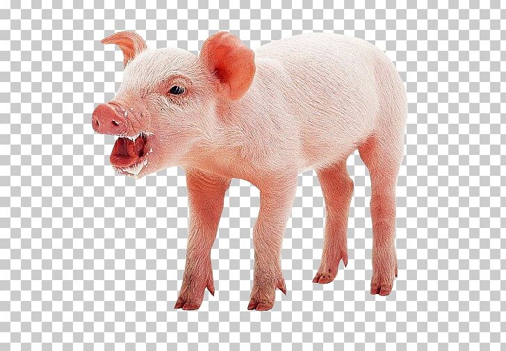 Domestic Pig Pig's Ear Mumps PNG, Clipart,  Free PNG Download