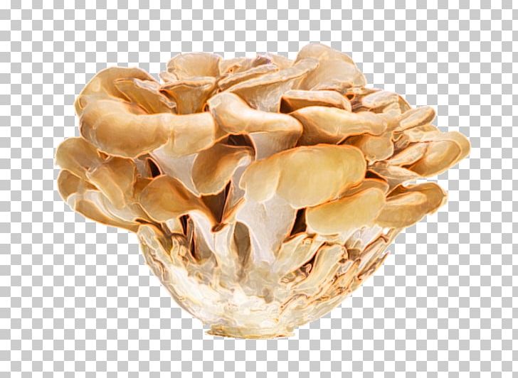 Hen-of-the-wood Oyster Mushroom Vitamin D Edible Mushroom PNG, Clipart, Bladder Cancer, Commodity, Edible Mushroom, Extract, Food Free PNG Download