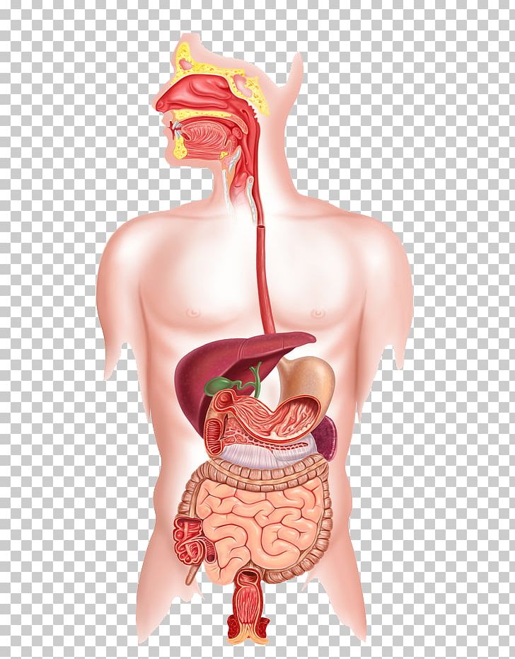 Human Digestive System Human Body Organ System Gastrointestinal Tract PNG, Clipart, Abdomen, Chart, Chest, Diagram, Digestion Free PNG Download