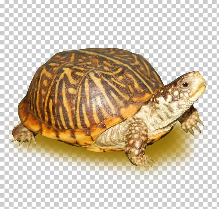 Ornate Box Turtle Reptile Eastern Box Turtle Tortoise PNG, Clipart, Animal, Box Turtle, Box Turtles, Eastern Box Turtle, Emydidae Free PNG Download