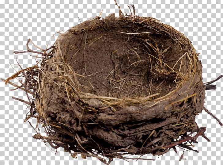 Edible Birds Nest Egg PNG, Clipart, Animals, Ant Nest, Bird, Bird Nest, Bird Nest Vector Free PNG Download