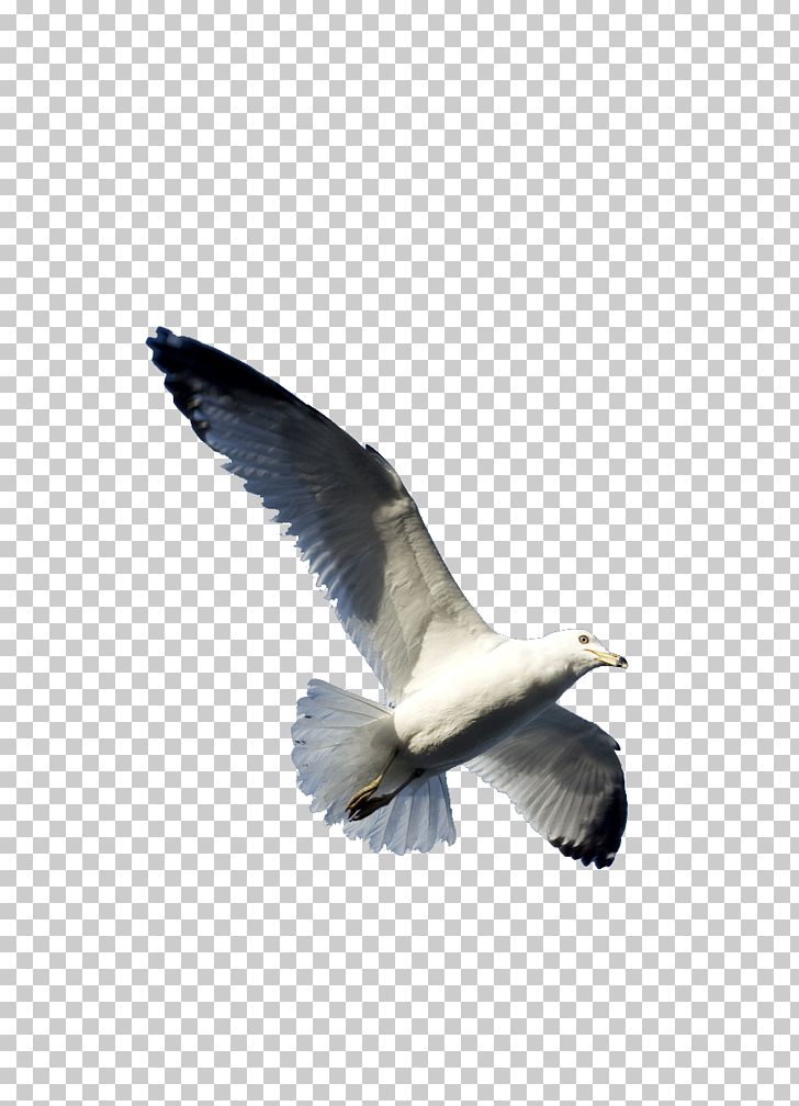 Gulls Bird Flight Goose Wing PNG, Clipart, Aile, Animals, Beak, Big, Big Bird Free PNG Download