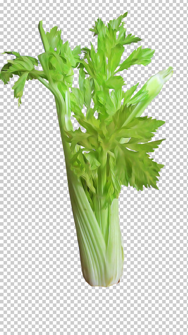 Celery Plant Vegetable Flower Leaf Vegetable PNG, Clipart, Celery, Culantro, Flower, Food, Herb Free PNG Download