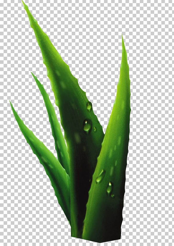 Aloe Plant Drop PNG, Clipart, Aloe, Aloe Plant, Aloe Vera, Aloe Vera Crush, Aloe Vera Gel Free PNG Download