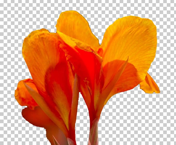 Canna Flower Icon PNG, Clipart, Beautiful, Beautiful Flowers, Big, Big Flower, Canna Free PNG Download