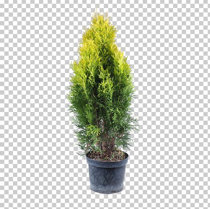 English Yew Arborvitae Plant Pine Larch PNG, Clipart, Arborvitae, Bonsai, Conifer, Conifers, Cypress Family Free PNG Download