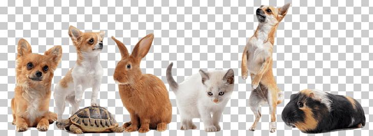 Stock Photography Dog Cat Pet Animal PNG, Clipart, Animal, Animal Figure, Animal Hospital, Animals, Cat Like Mammal Free PNG Download