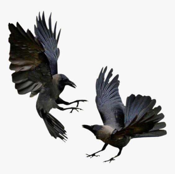 Crow PNG, Clipart, Animal, Birds, Black, Black Crow, Crow Free PNG Download