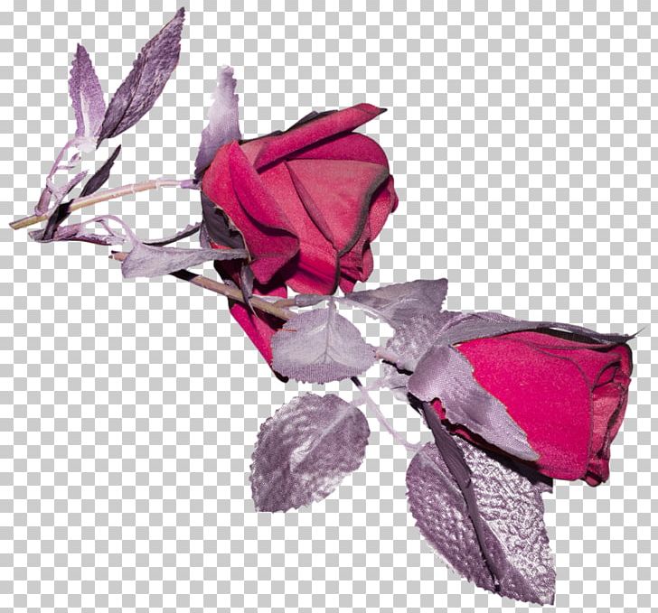 Rose Family Cut Flowers Petal Pink M PNG, Clipart, Cut Flowers, Family, Flower, Flowering Plant, Flowers Free PNG Download
