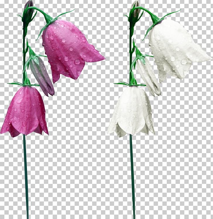 Flower PNG, Clipart, Albom, Bellflower Family, Cut Flowers, Dew, Dots Per Inch Free PNG Download