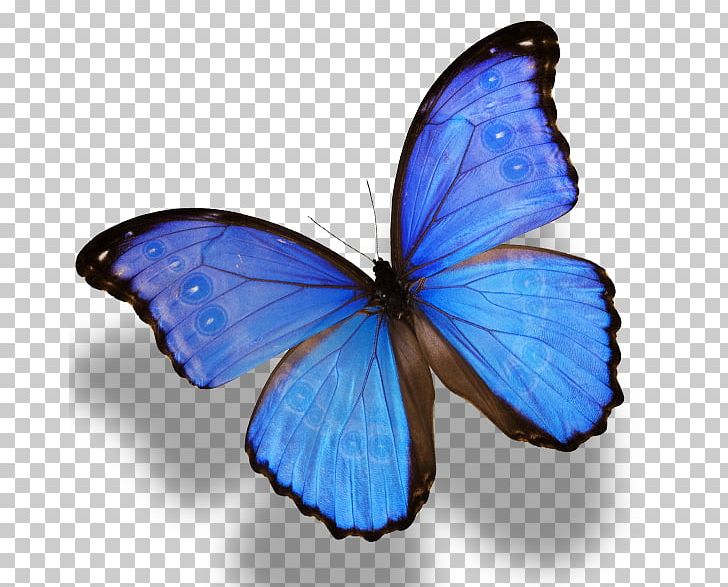 Monarch Butterfly Morpho Menelaus Morpho Amathonte PNG, Clipart, Blue, Blue Butterfly, Brush Footed Butterfly, Butterflies, Butterfly Free PNG Download
