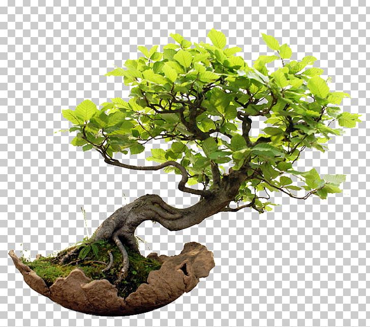 Weeping Fig Indoor Bonsai Golden Dewdrop Garden PNG, Clipart, Bonsai, Branch, Business, Dewdrop, Fig Trees Free PNG Download