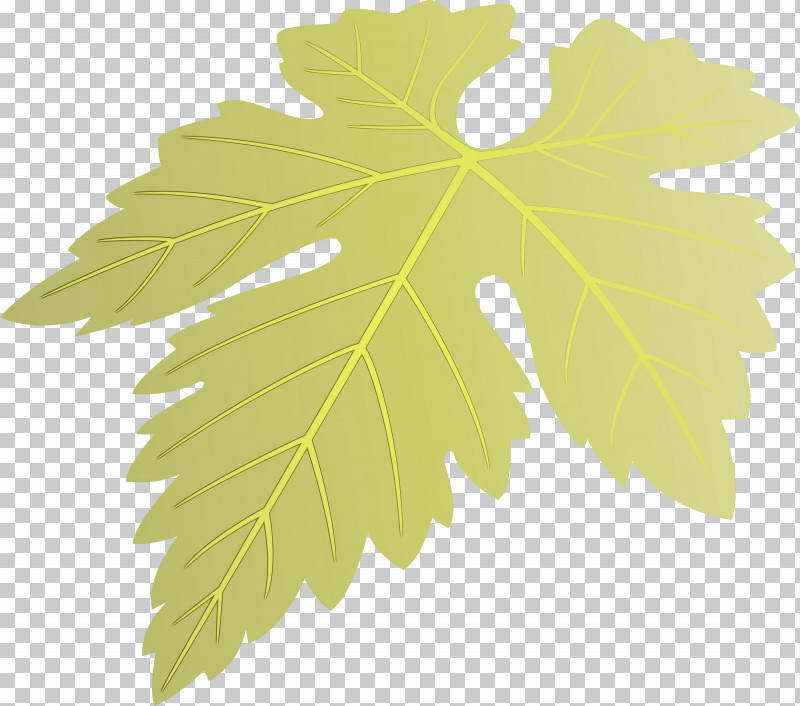 Maple Leaf PNG, Clipart, Black Maple, Flower, Grape Leaves, Grapes Leaf, Leaf Free PNG Download