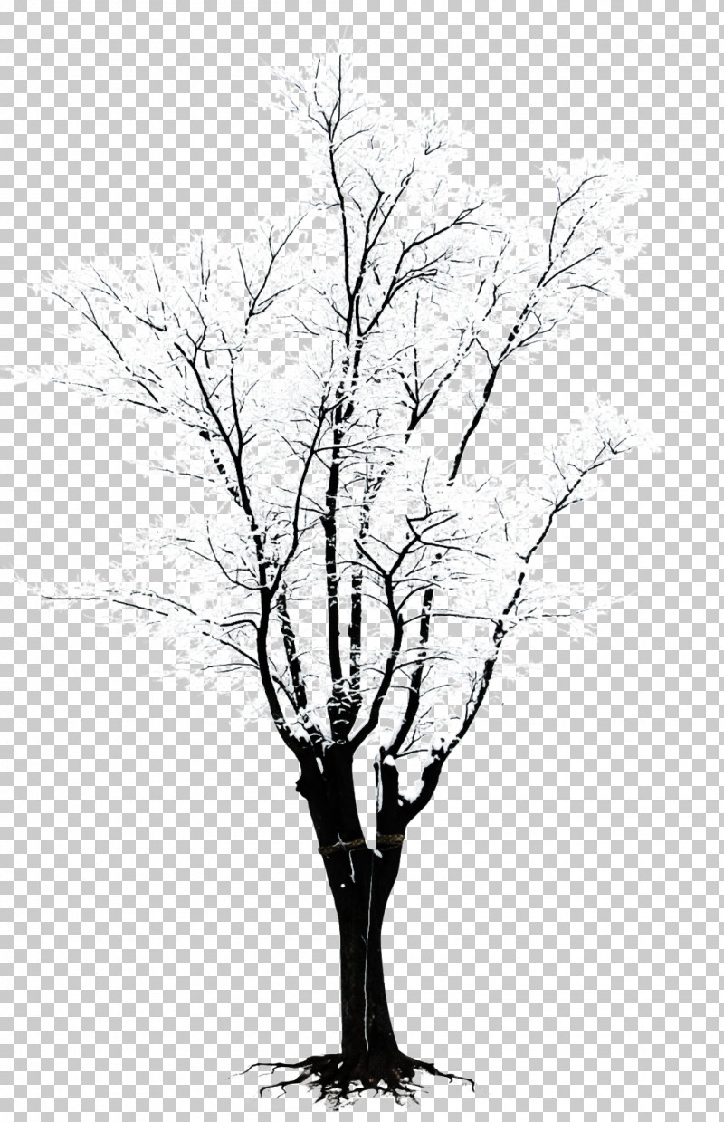 Tree Branch Woody Plant Plant Twig PNG, Clipart, Blackandwhite, Branch, Drawing, Line Art, Plant Free PNG Download