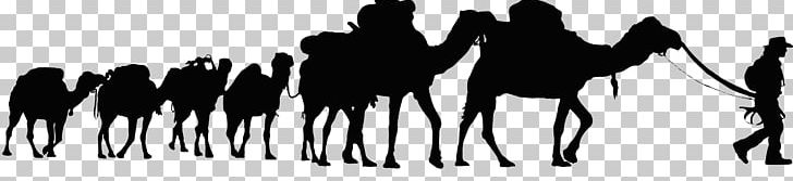 Dromedary Sahara Desert Tunisia Camel Train PNG, Clipart, Animals, Black, Black And White, Camel, Camel Like Mammal Free PNG Download