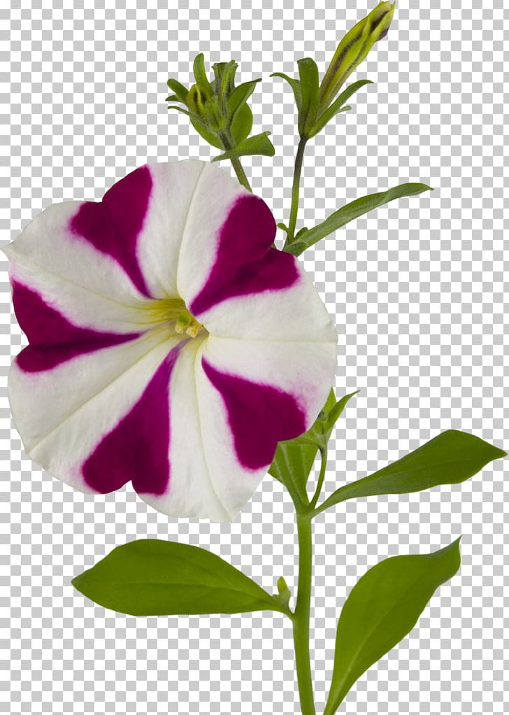 Flower Ipomoea Nil PNG, Clipart, Annual Plant, Download, Encapsulated Postscript, Flora, Flower Free PNG Download