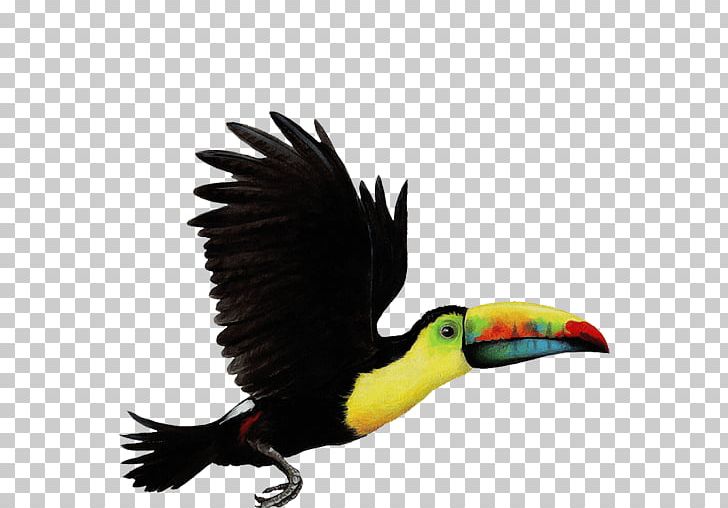 Bird Parrot Toco Toucan Choco Toucan PNG, Clipart, Animal, Animal Jungle, Animals, Beak, Bird Free PNG Download